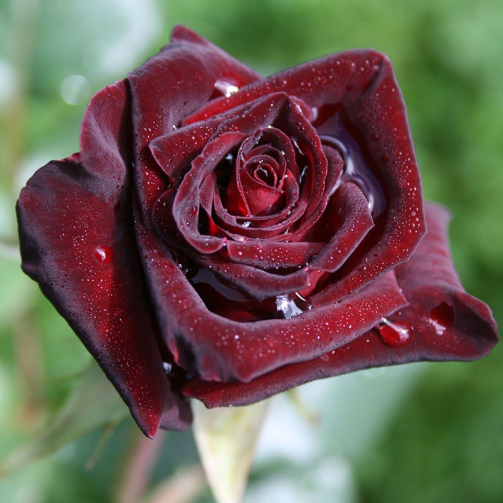 Rosier à grandes fleurs Black Baccara