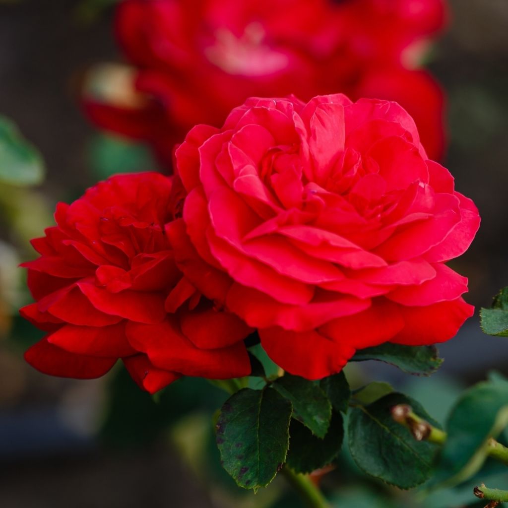 Rosier à grandes fleurs Dame de Coeur