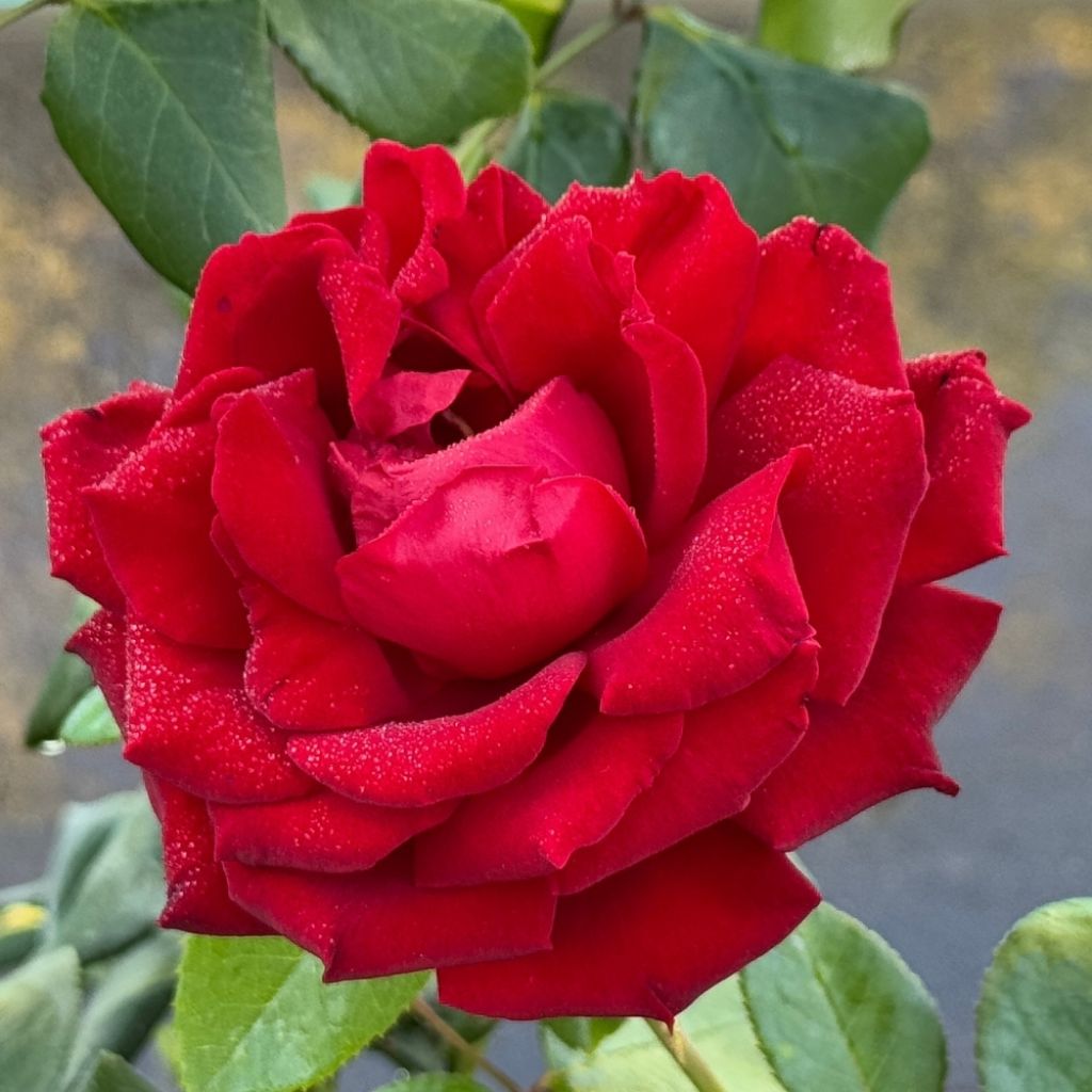 Rosier à grandes fleurs Ingrid Bergman