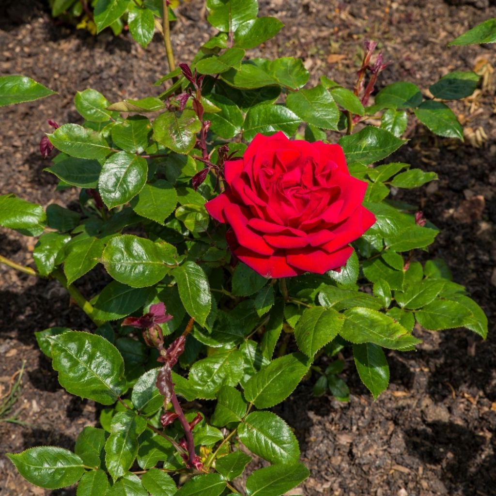 Rosier à grandes fleurs Ingrid Bergman