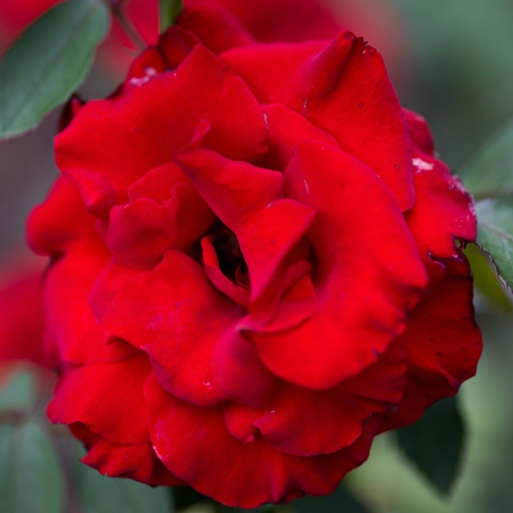 Rosier à grandes fleurs Mister Lincoln