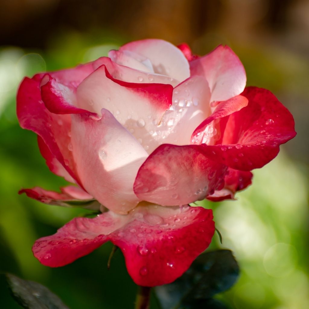 Rosier à grandes fleurs Nostalgie