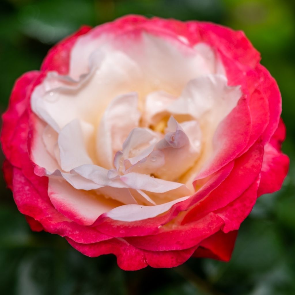 Rosier à grandes fleurs Nostalgie