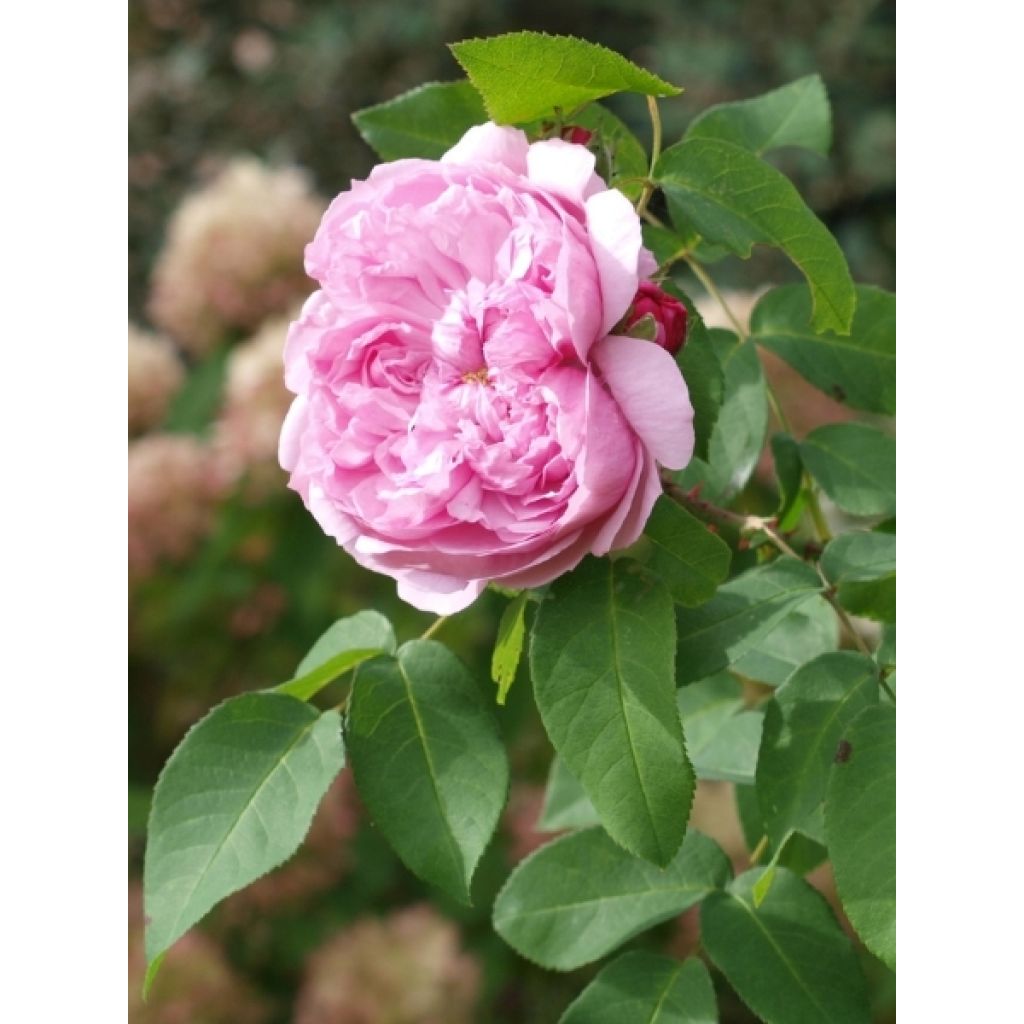 Rosier de Damas - Rosa (x) damascena