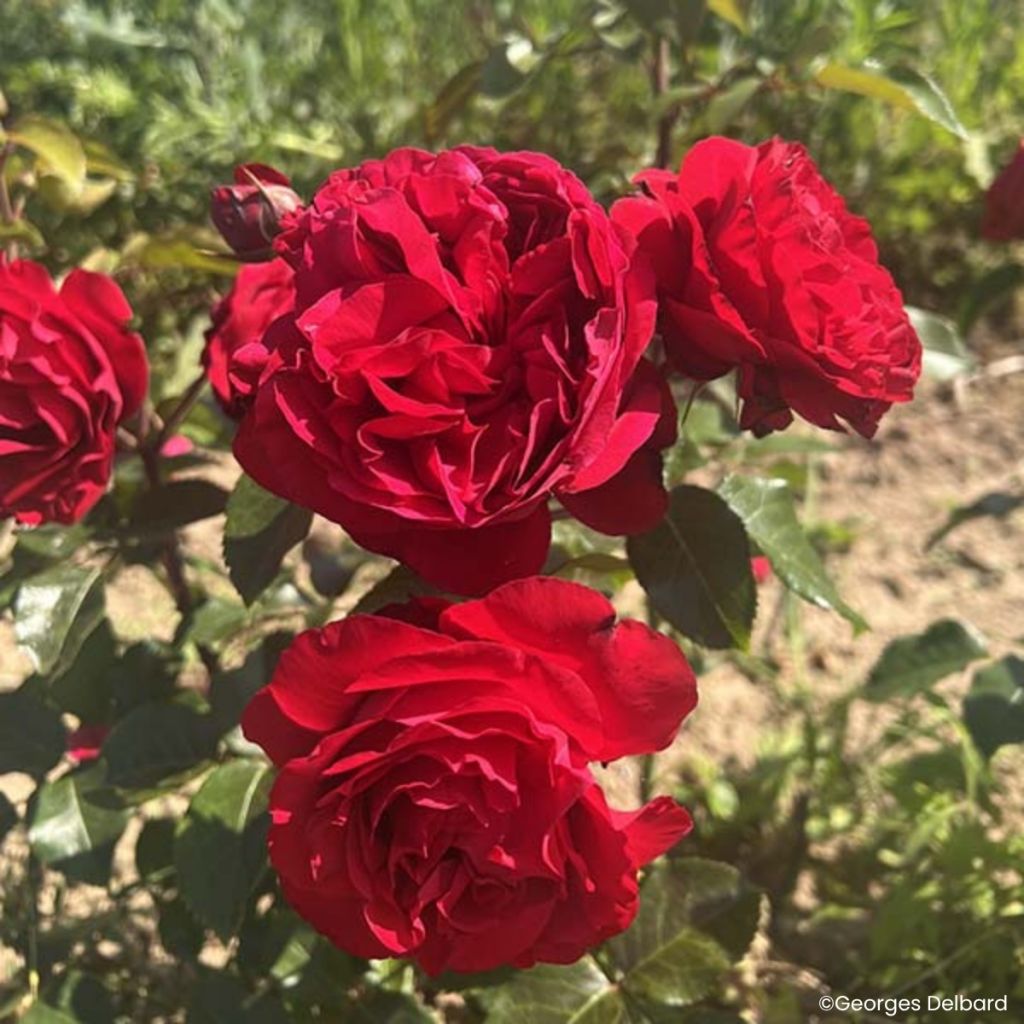 Rosier à fleurs groupées Société Nationale d’Horticulture de France