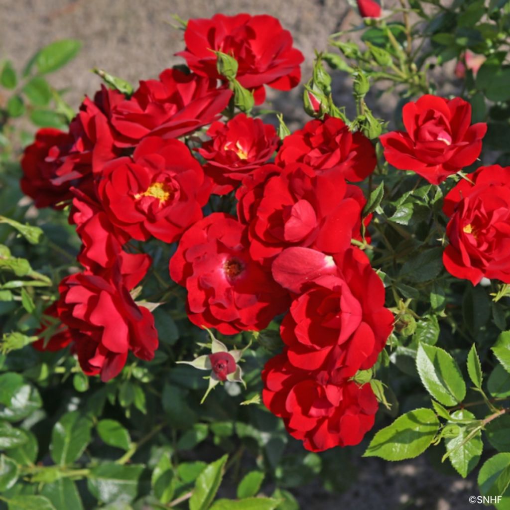 Rosier à fleurs groupées Société Nationale d’Horticulture de France