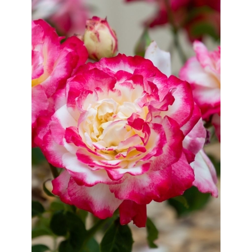 Rosier à grandes fleurs Double Delight