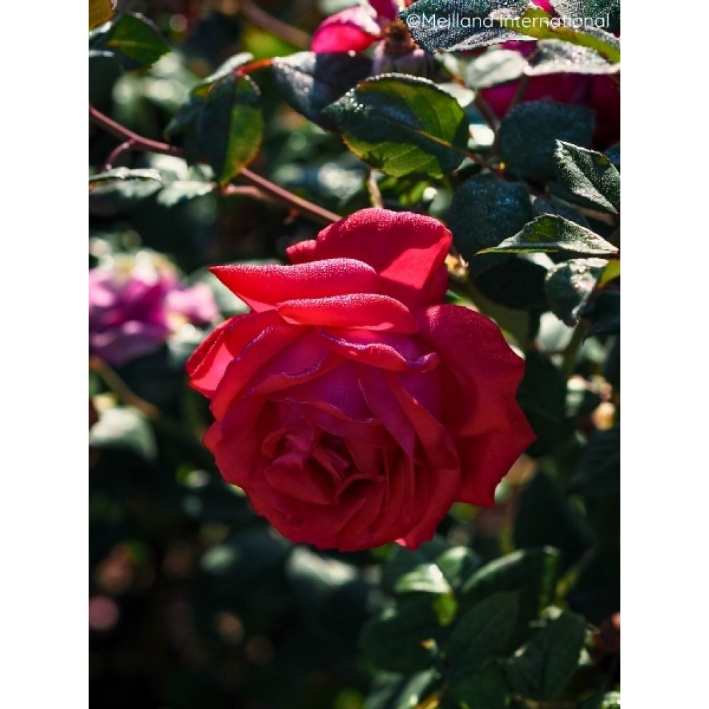 Rosier à grandes fleurs Elégance Française