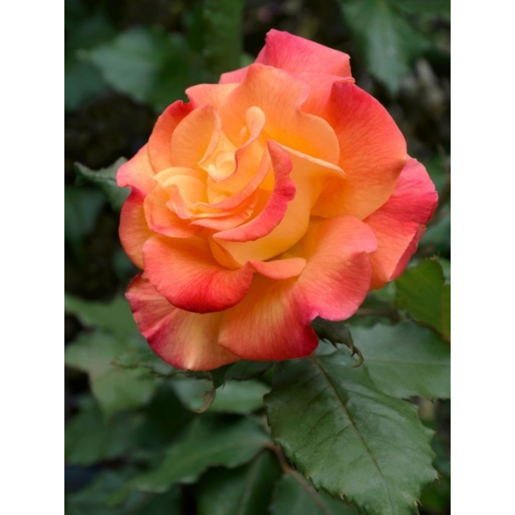 Rosier à grandes fleurs Jules Verne