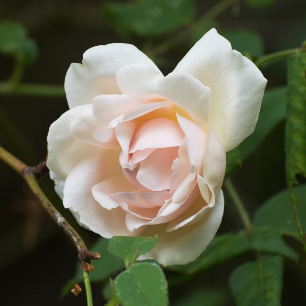 Rosier grimpant Madame Alfred Carrière
