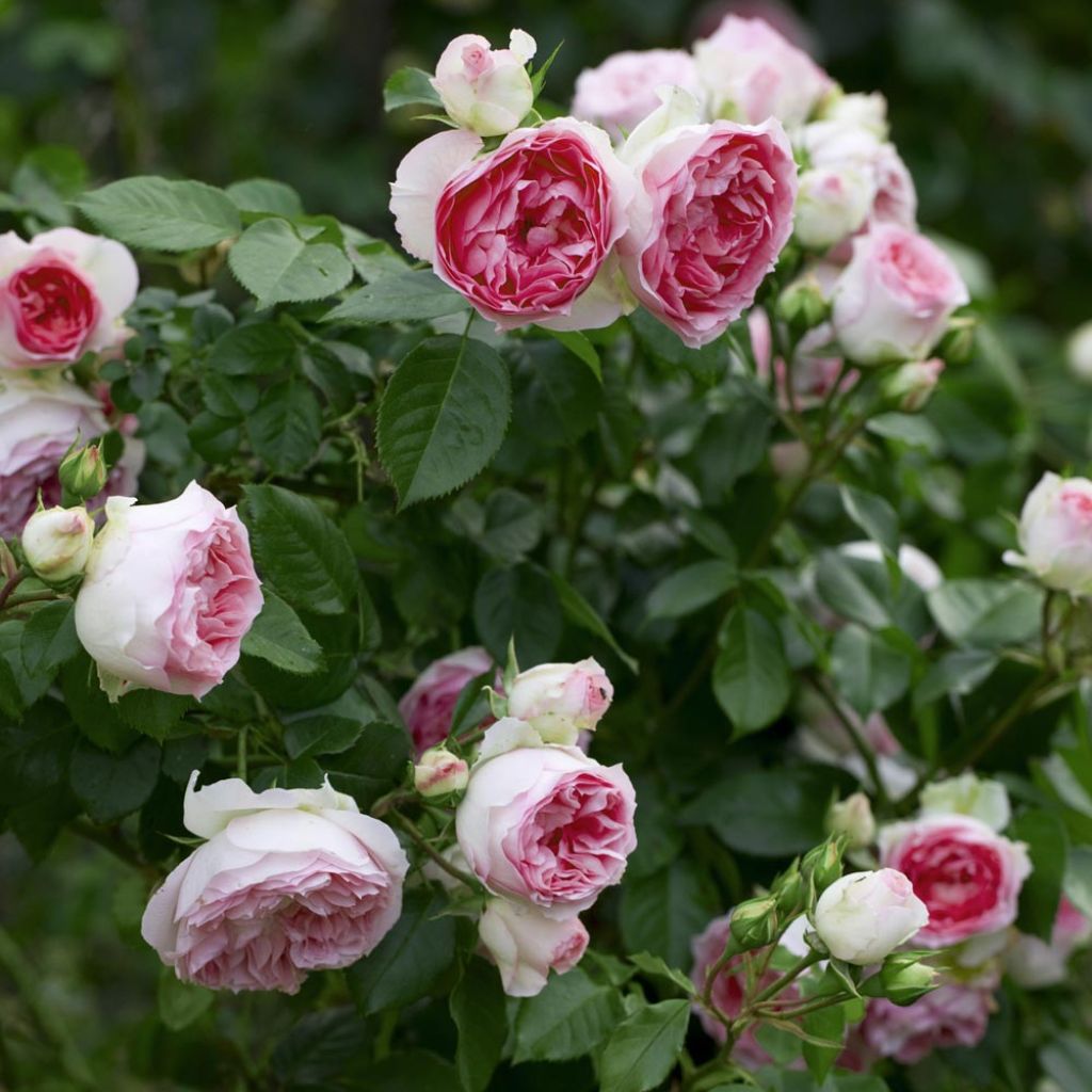 Rosier grimpant Mini Pierre de Ronsard - Mini Eden Rose