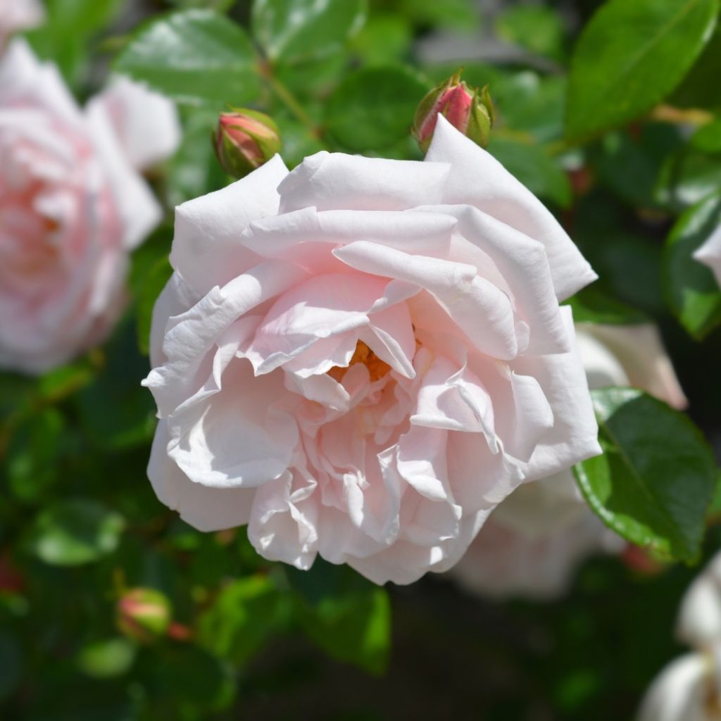 Rosier grimpant New Dawn