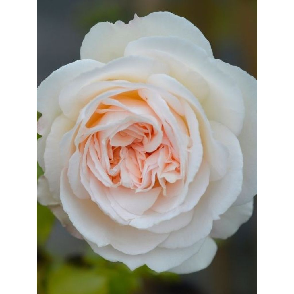 Rosier grimpant Palais Royal 