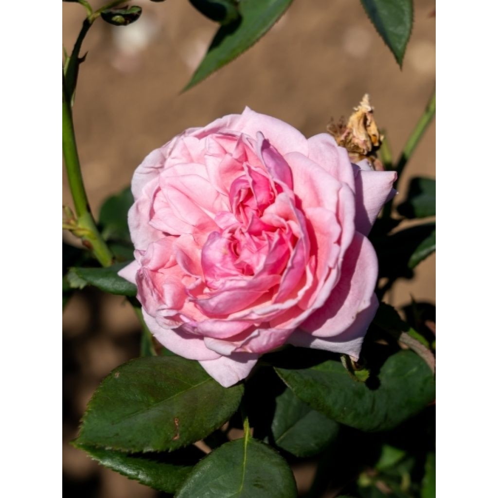 Rosier grimpant Parfuma Kiss me Kate