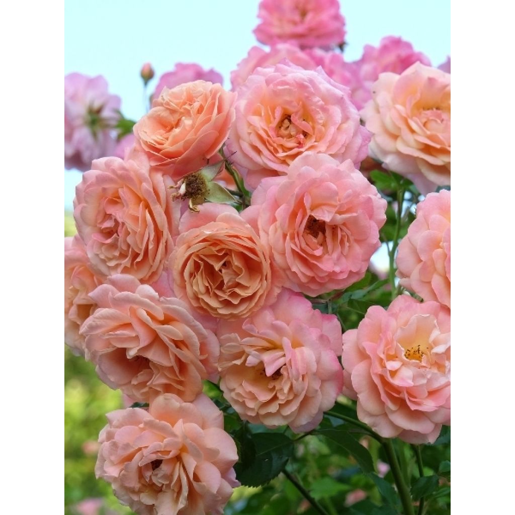 Rosier grimpant Peach Melba