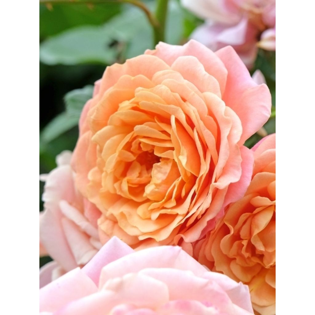 Rosier grimpant Peach Melba