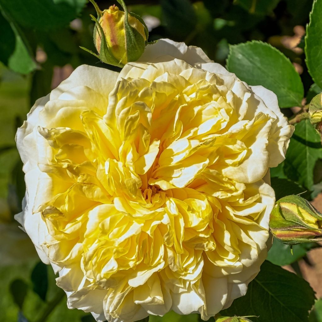 Rosier liane Albéric Barbier