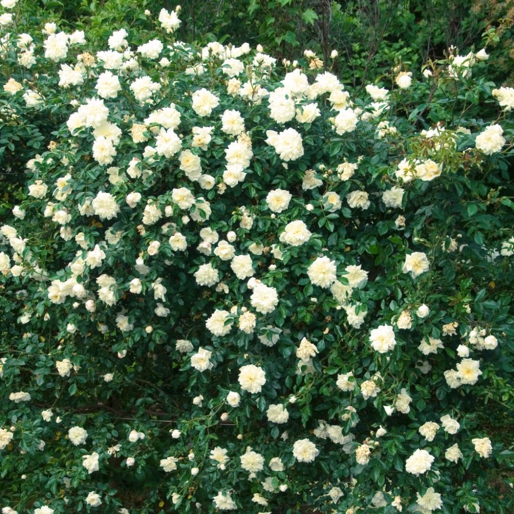 Rosier liane Albéric Barbier
