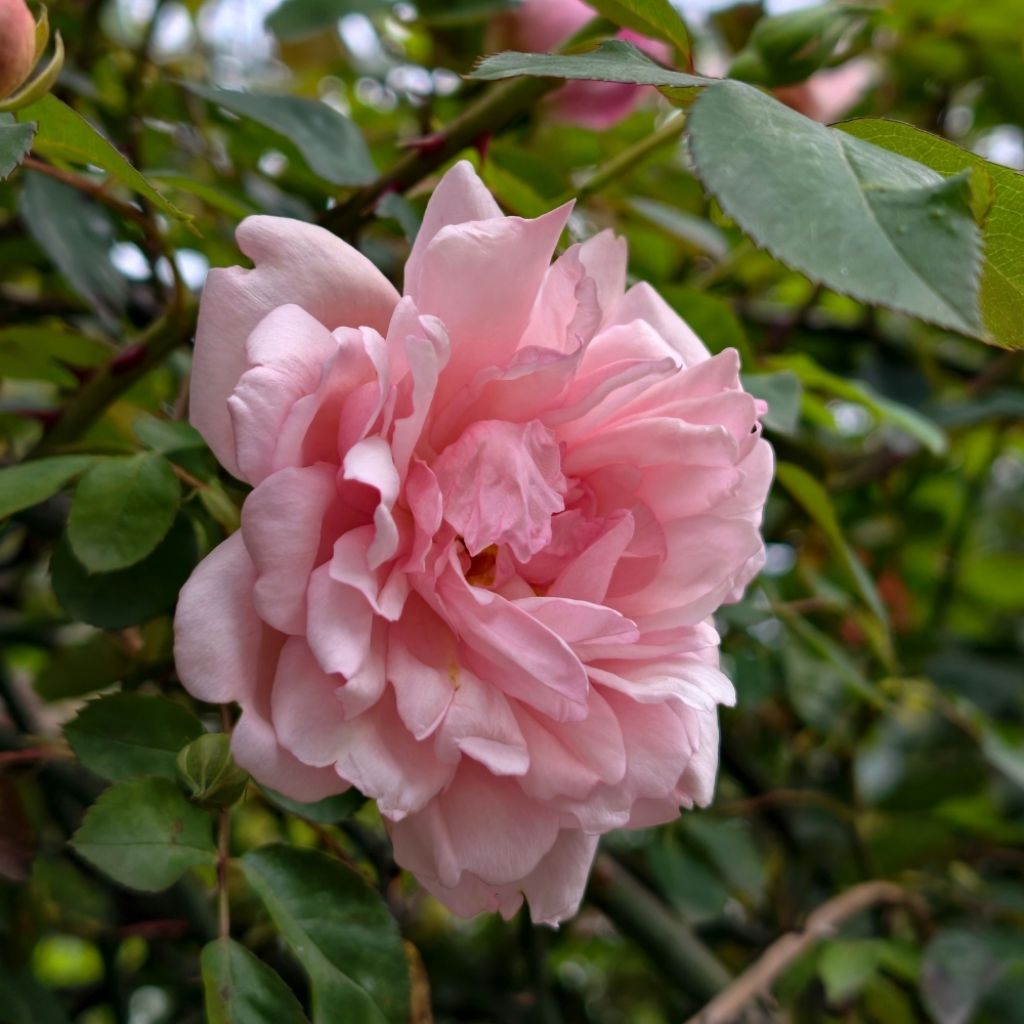 Rosier grimpant Albertine