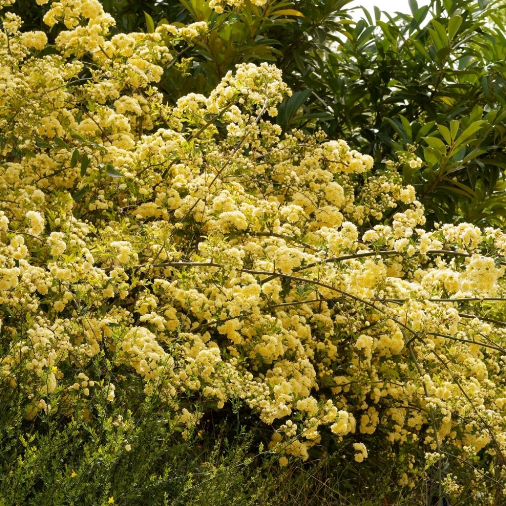 Rosier de Banks Lutea - Rosa banksiae