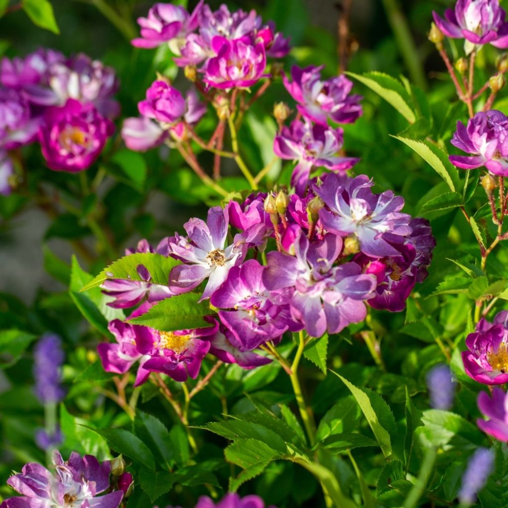 Rosier grimpant Veilchenblau