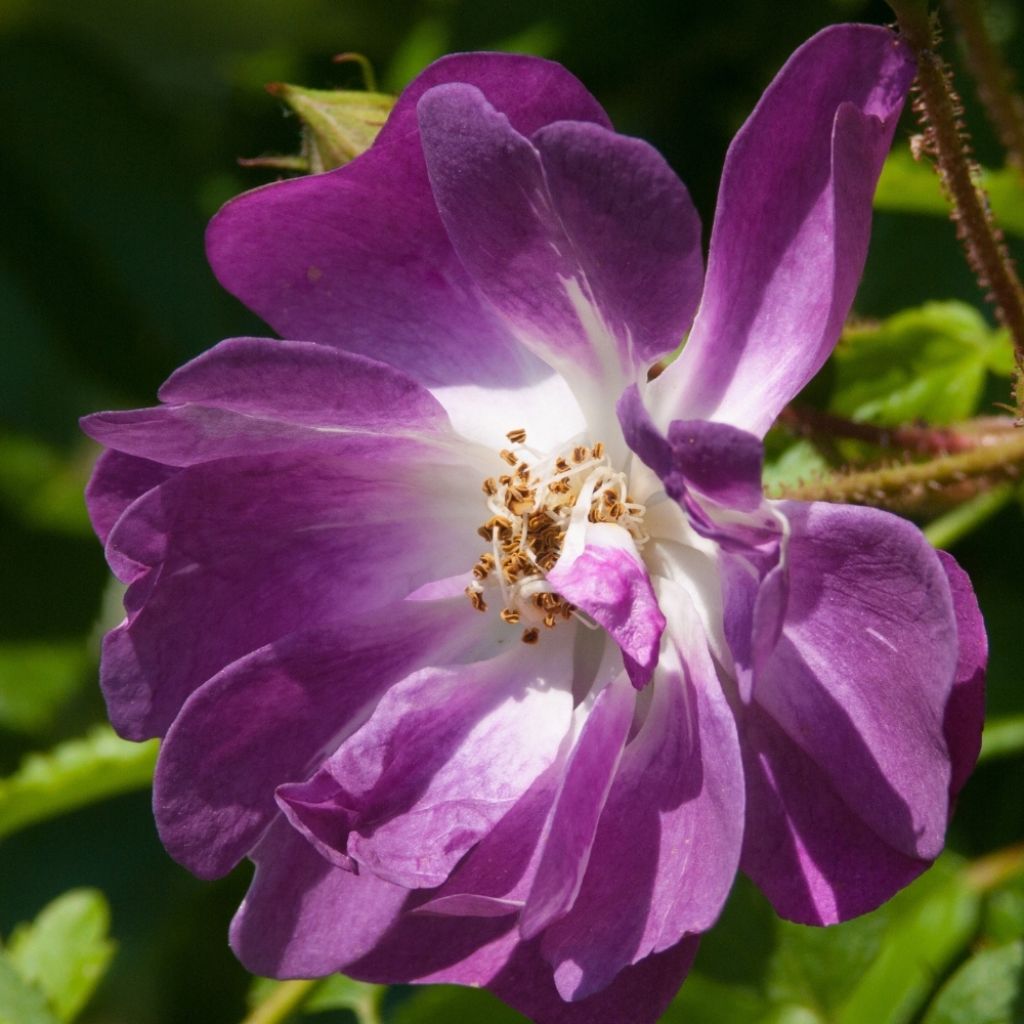 Rosier grimpant Veilchenblau