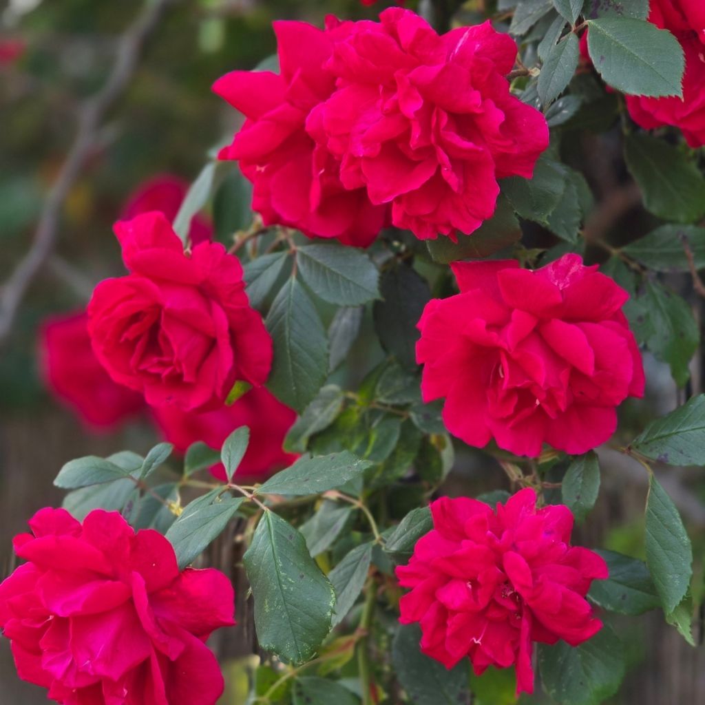 Rosier liane Guirlande fleurie 