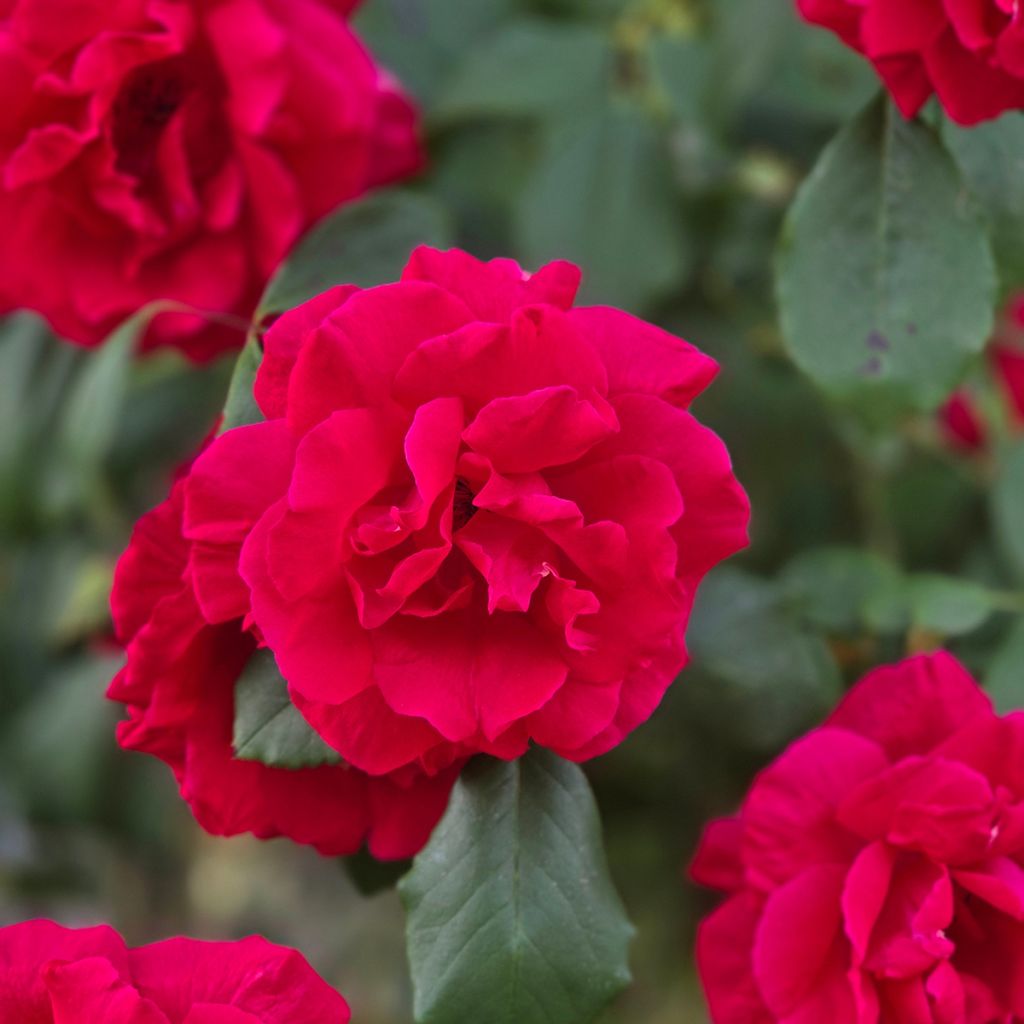 Rosier liane Guirlande fleurie 