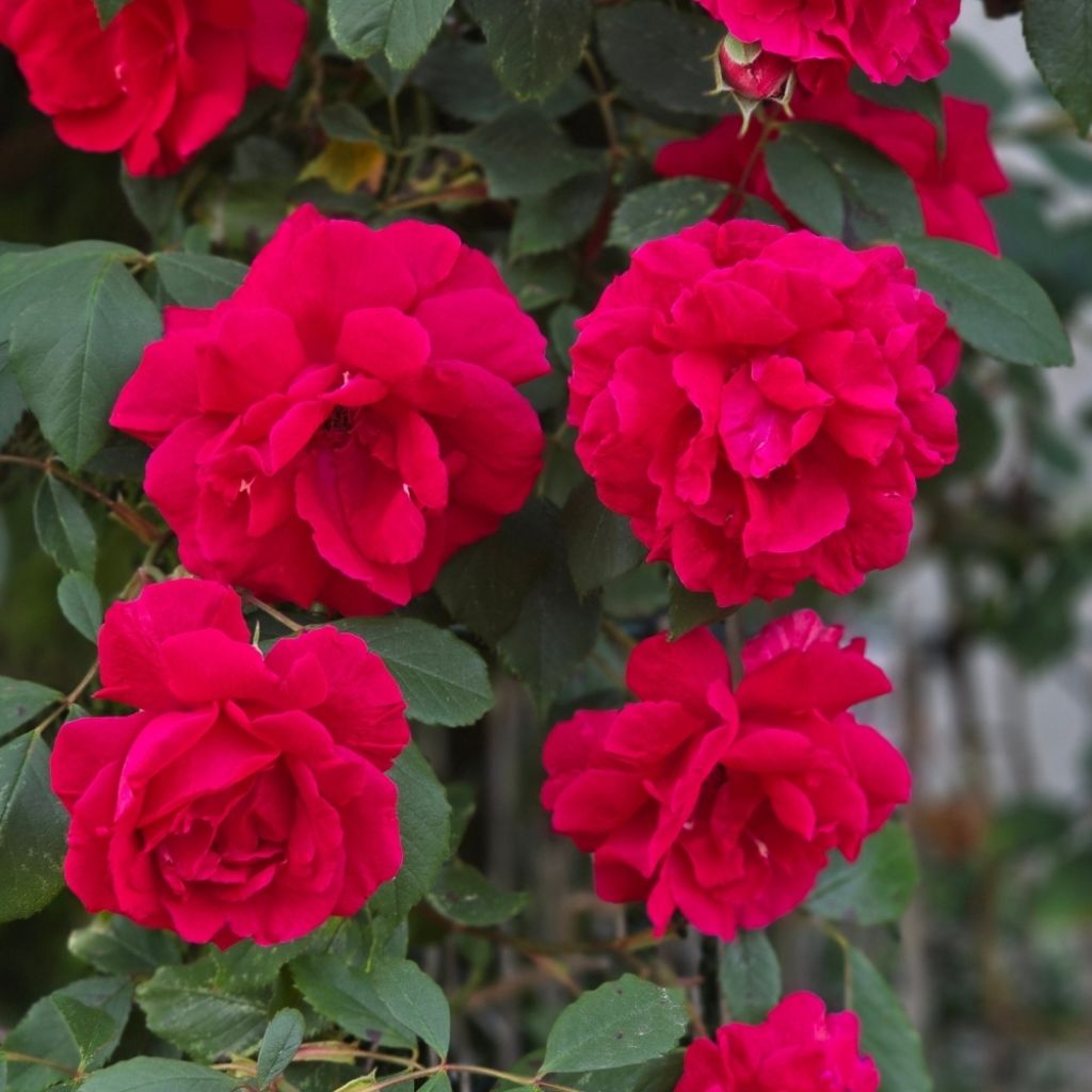 Rosier liane Guirlande fleurie 