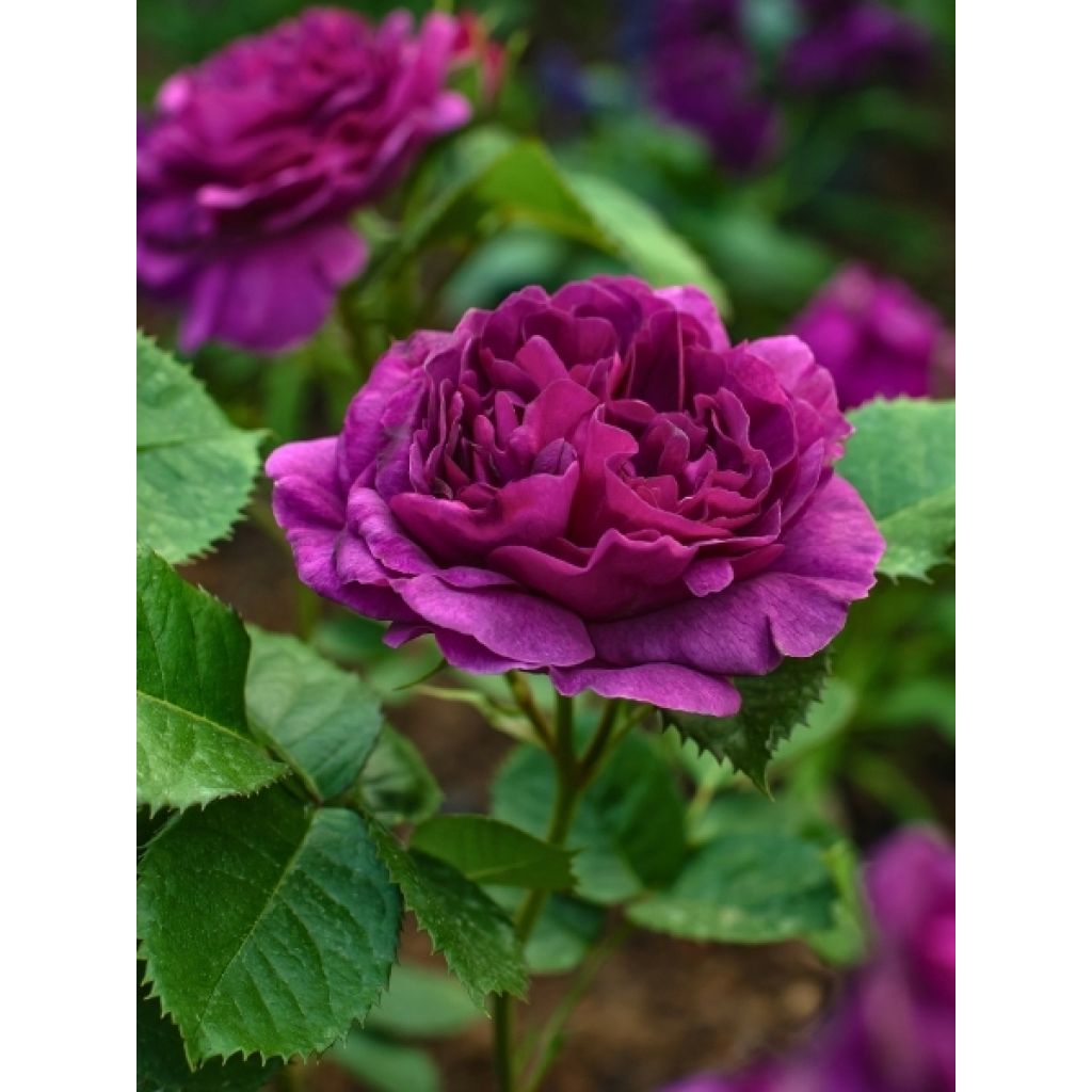 Rosier tige Minerva
