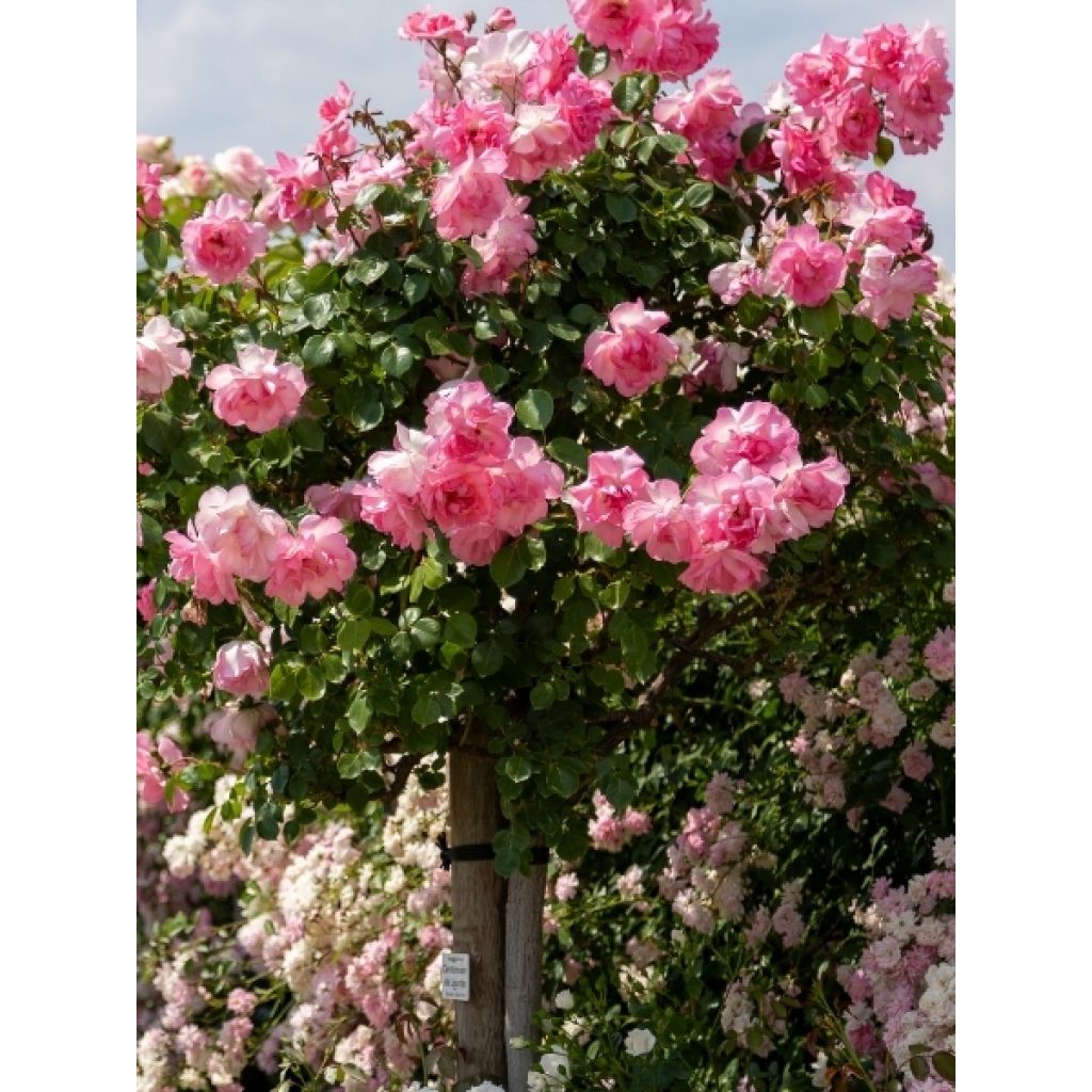 Rosier tige Queen Elisabeth