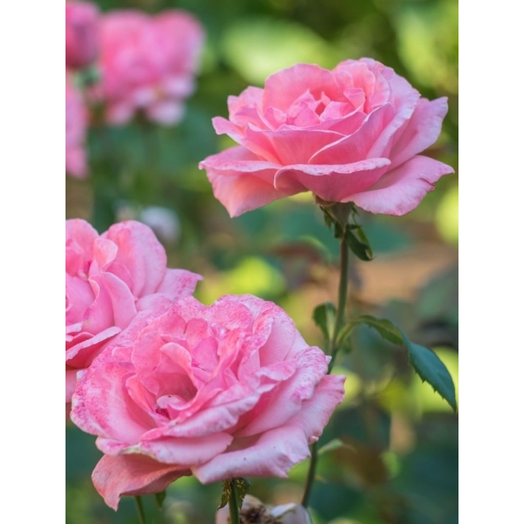 Rosier tige Queen Elisabeth