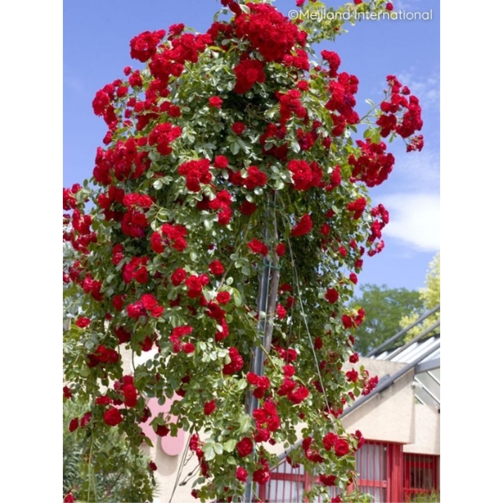 Rosier tige pleureur Scarlet Meillandecor Meikrotal 