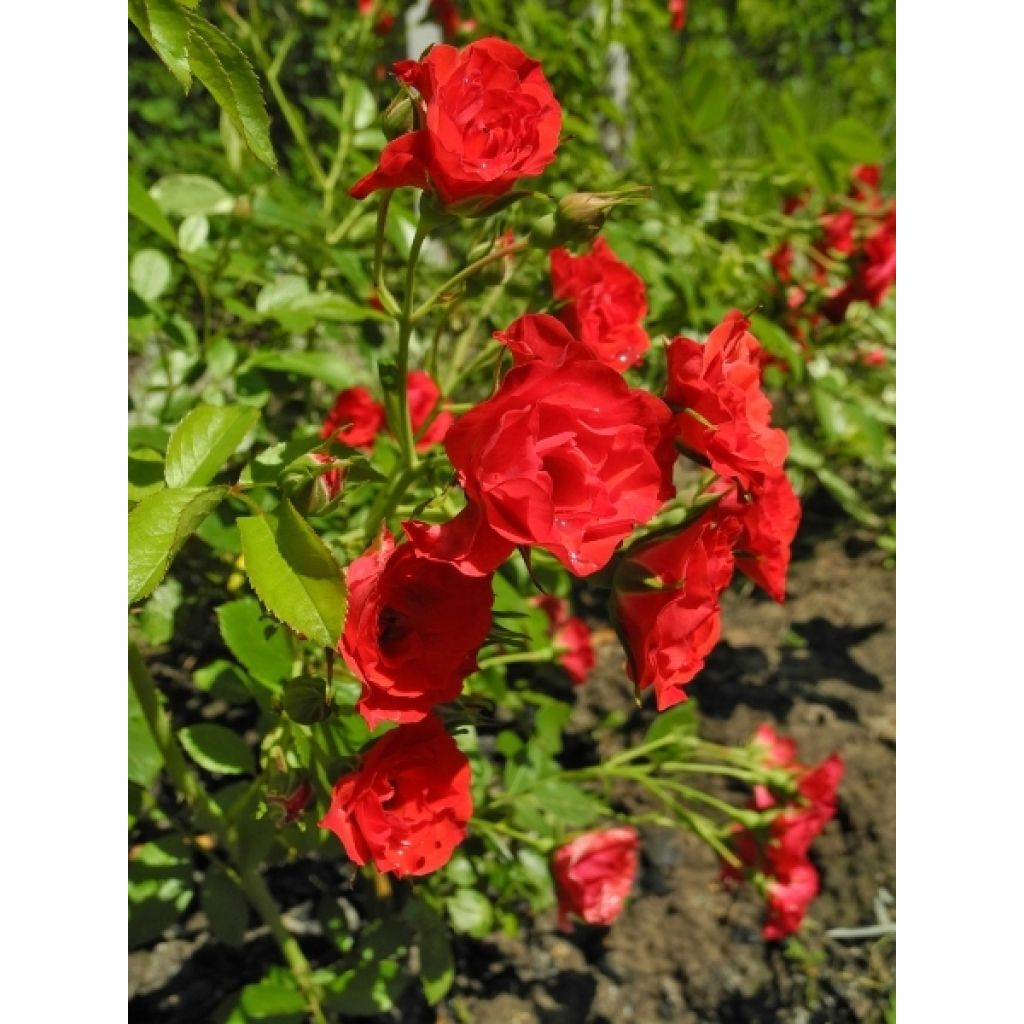 Rosier tige pleureur Scarlet Meillandecor Meikrotal 