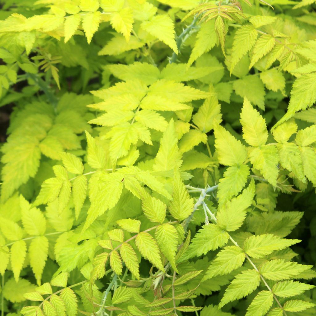 Rubus cockburnianus Golden Vale Wyego - Ronce à bois blanc