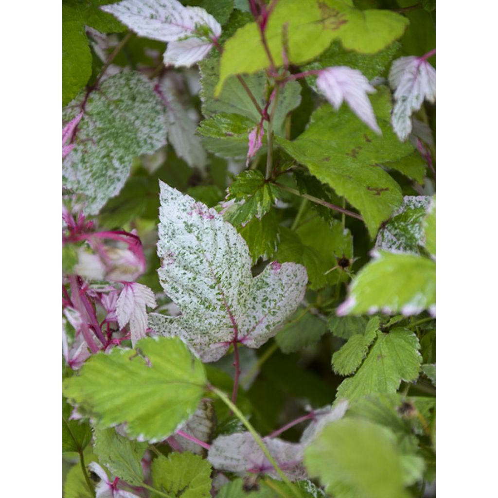 Rubus microphyllus Variegatus - Ronce d'ornement panachée