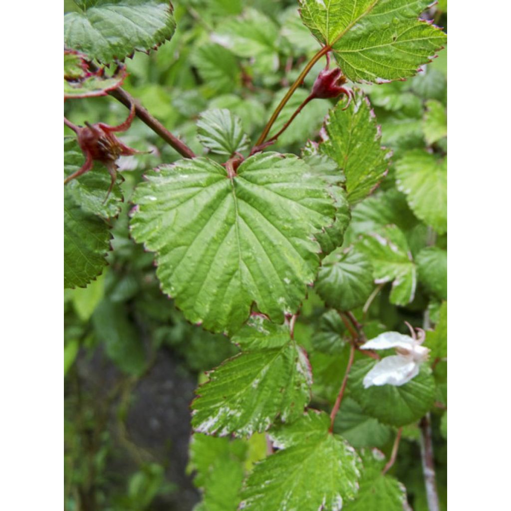 Rubus microphyllus Variegatus - Ronce d'ornement panachée