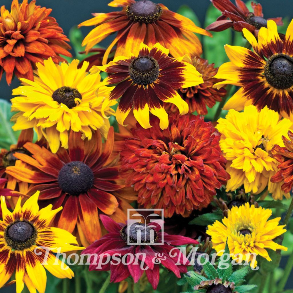 Rudbeckia All Sorts Mixed 