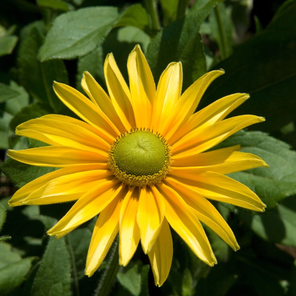 Rudbeckia annuel Prairie Sun