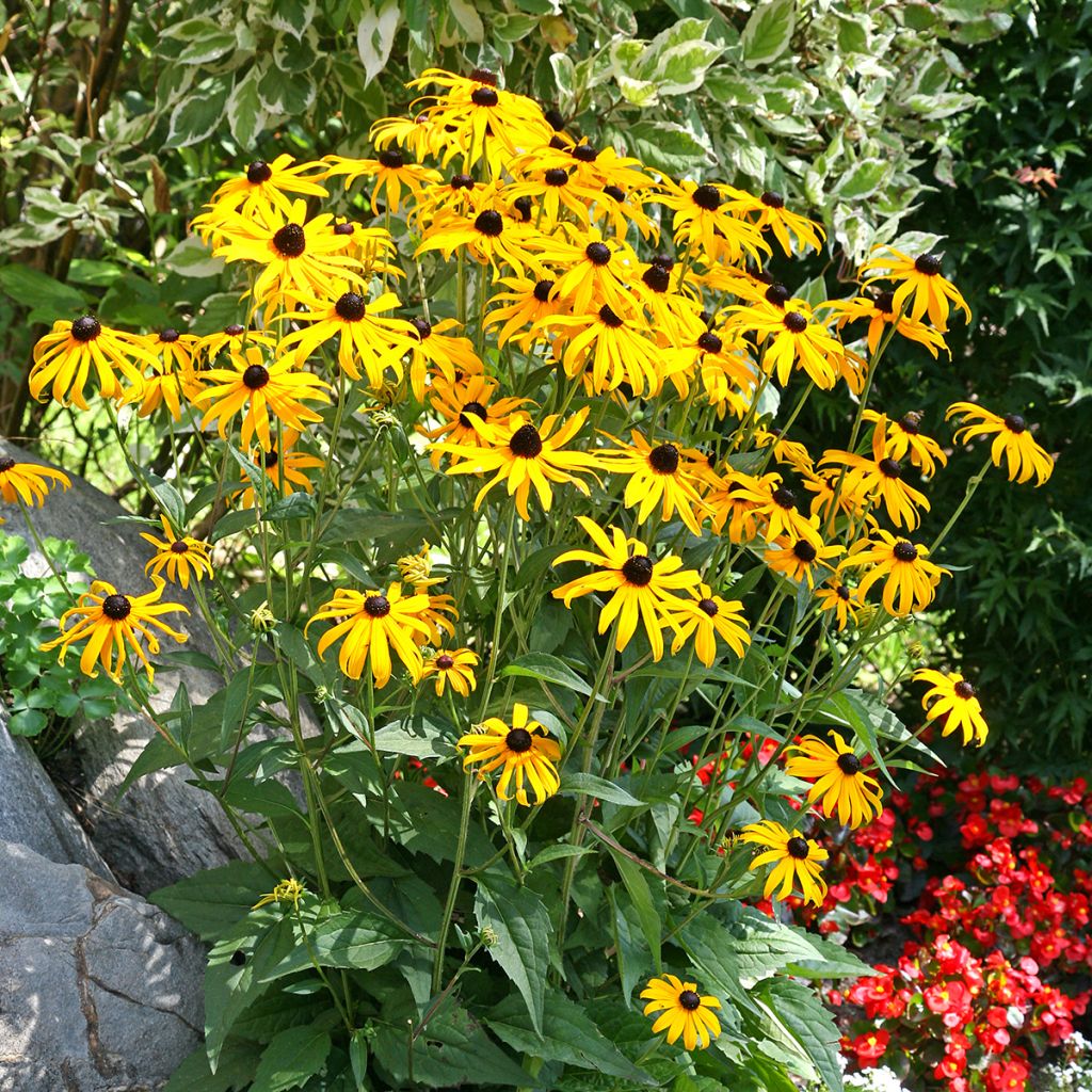 Rudbeckia fulgida Goldsturm - Soleil vivace d'automne