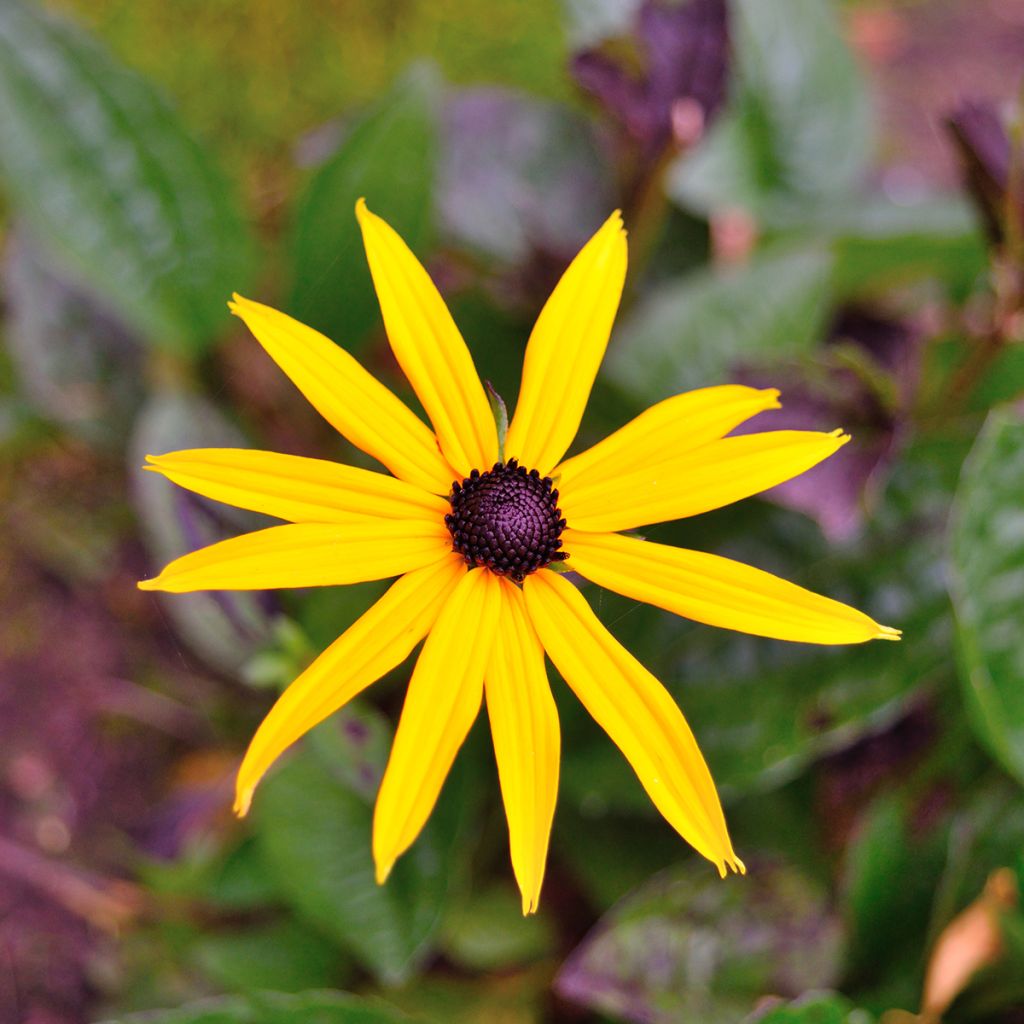 Rudbeckia fulgida Goldsturm - Soleil vivace d'automne
