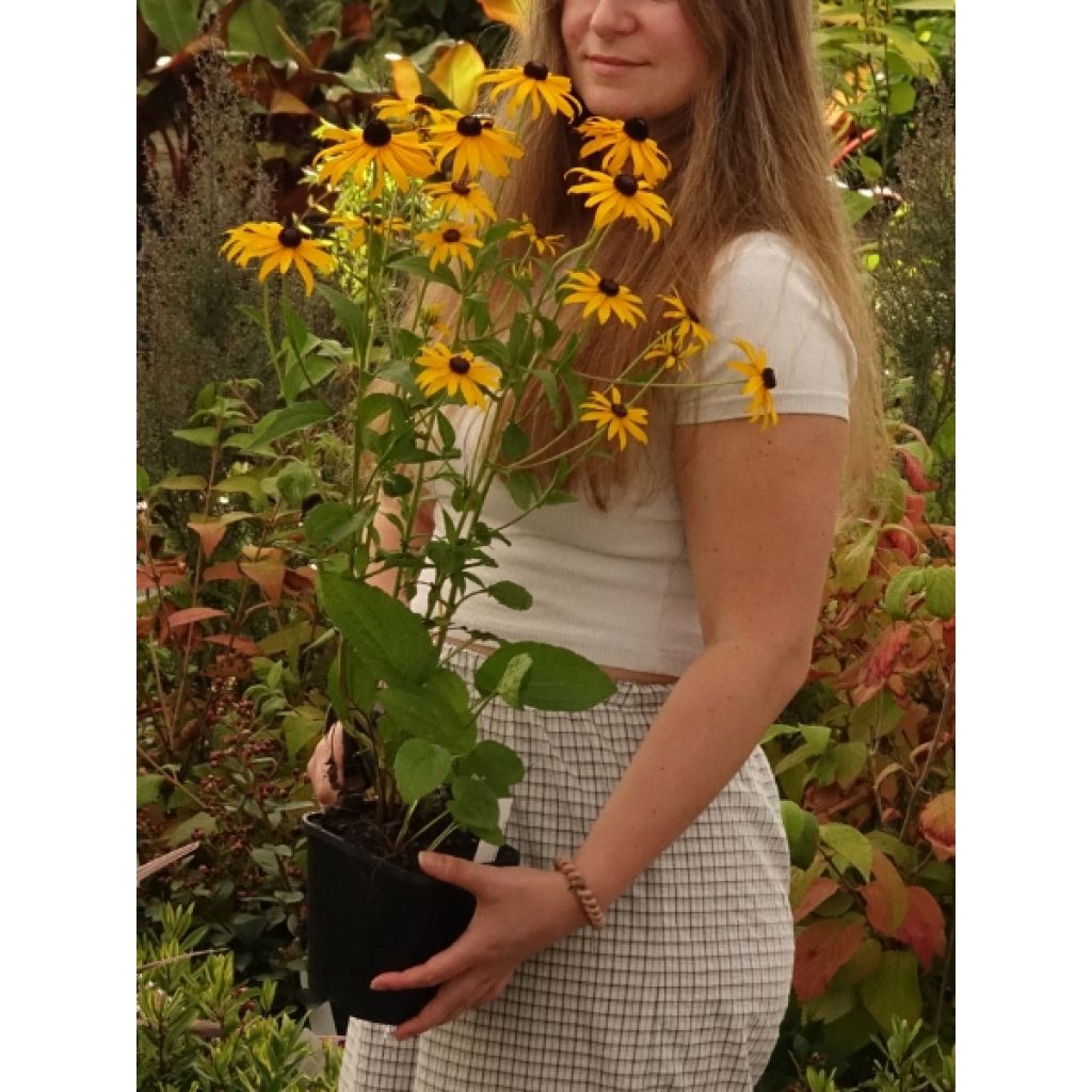 Rudbeckia fulgida Goldsturm - Soleil vivace d'automne