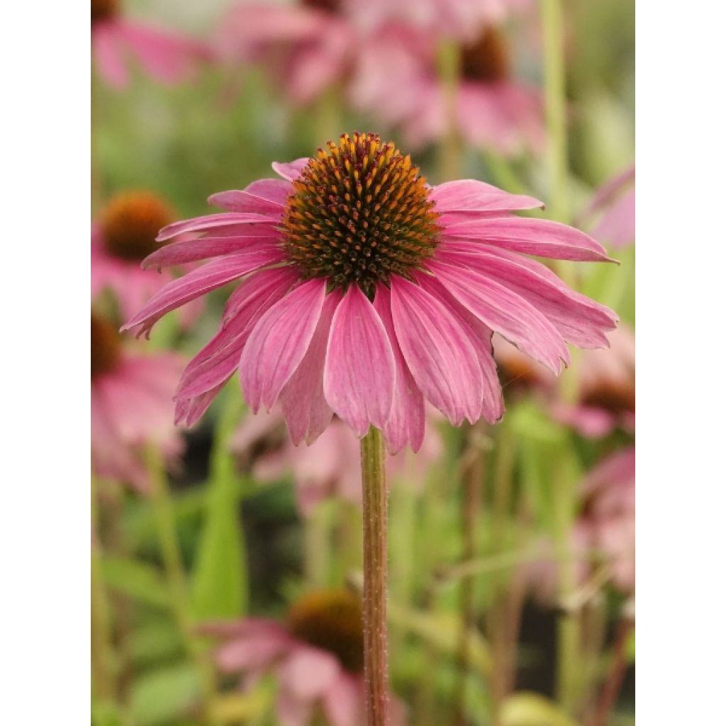 Echinacea purpurea - Echinacée pourpre