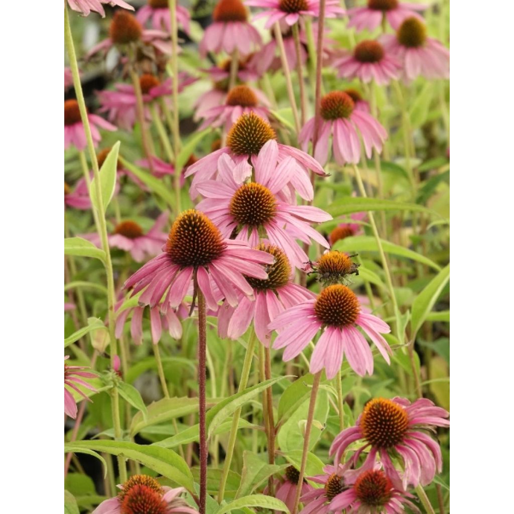 Echinacea purpurea - Echinacée pourpre