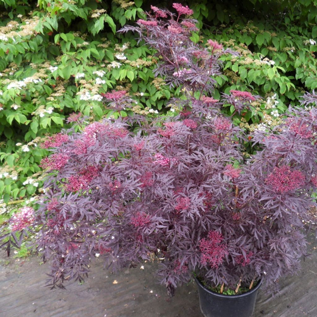 Sureau noir - Sambucus nigra Cherry Lace
