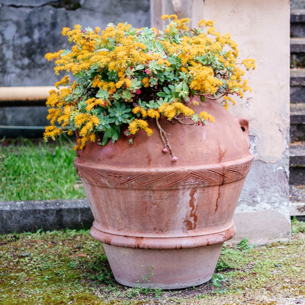 Sedum palmeri - Orpin de Palmer