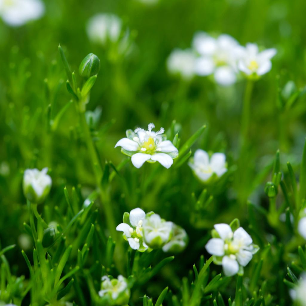 Sagina Green Moss - Sagine subulée