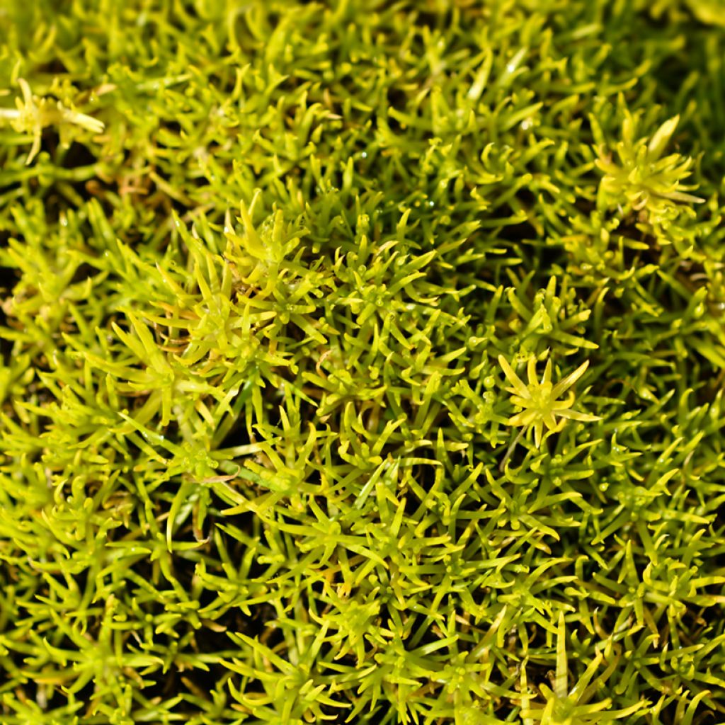 Sagina subulata Aurea - Sagine subulée dorée