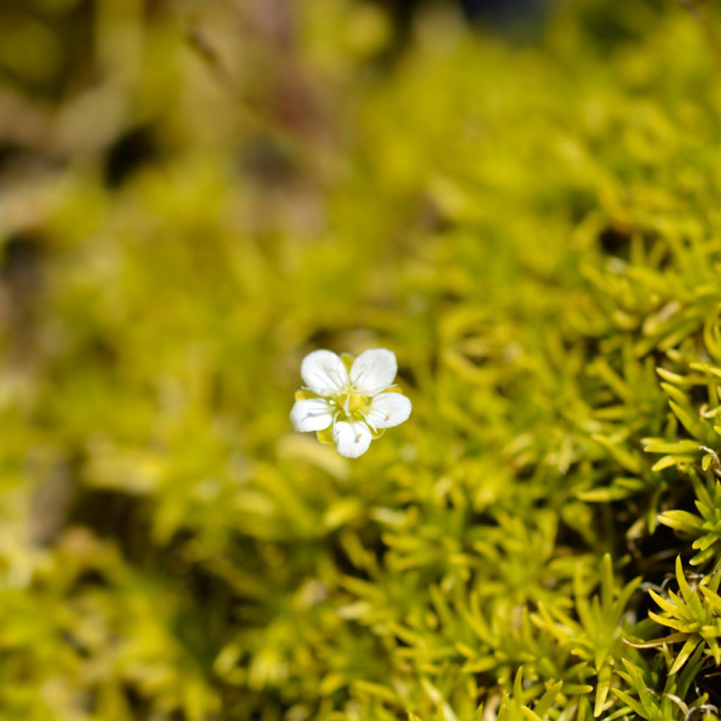 Sagina subulata Aurea - Sagine subulée dorée
