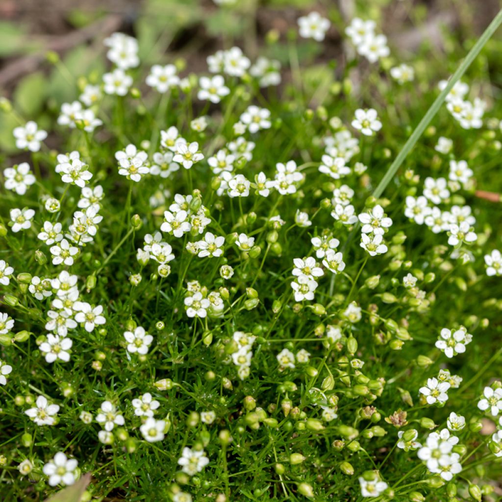 Sagina subulata - Sagine subulée